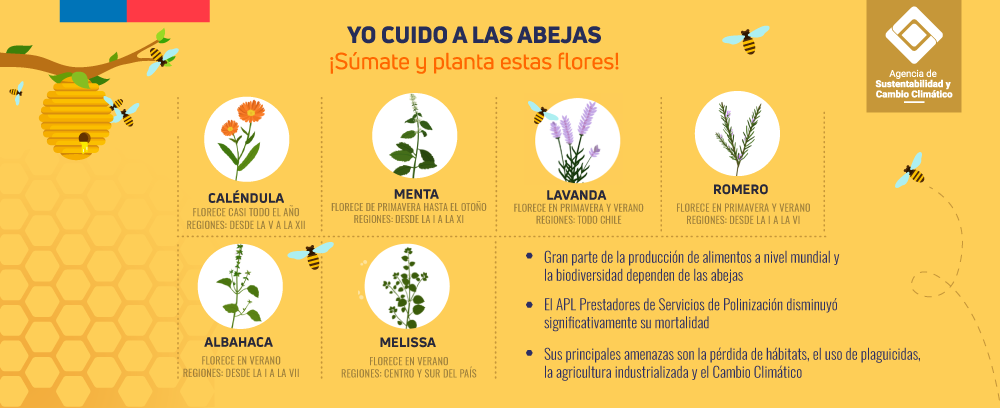 APL polonizadores infografía polinizadores