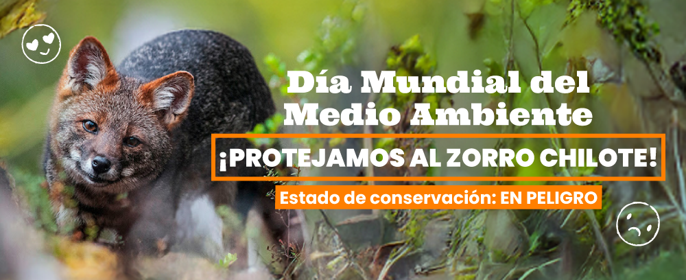 día_del_medio_ambiente